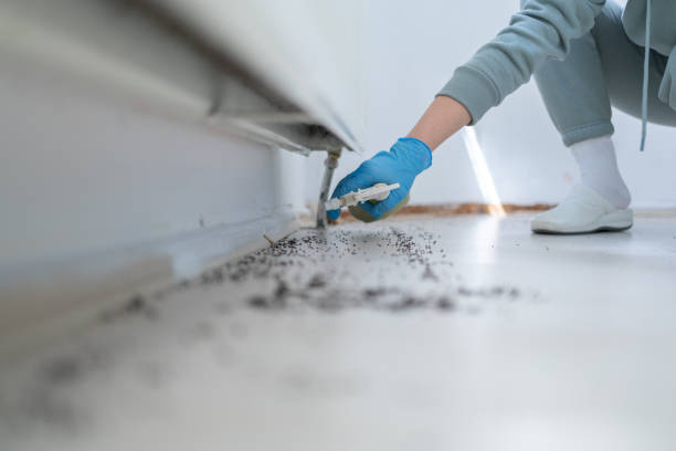 Best Local Pest Control Services  in Le Mars, IA